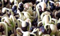 Black bean sprouts do anything?  Instructions on how to make black bean sprouts at home is easiest