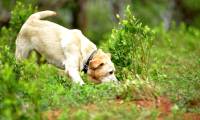British researchers train dogs to detect signs of a Covid-19 infected person