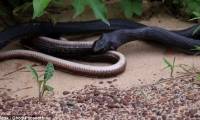 Brown snakes survived miraculously after being swallowed by the black snake and then released