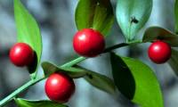 Butcher Broom - The exotic fruit tree grows from leaves