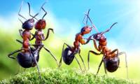 Can ants survive if they fall from the roof of the building?