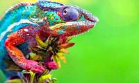 Chameleon fluorescence under ultraviolet light