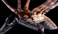Close up of the molting process of long leg spiders for 1 hour
