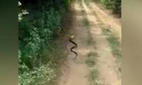 Cobra snakes its head in a beer can and an unexpected ending