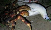 Coconut crabs attack, kill crazy birds sleeping to eat meat