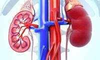 Coffee reduces the risk of death in kidney patients