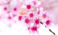 Collection of the best peach blossom flower wallpapers for computers