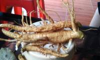 Commercial miscounted with ginseng, the wrong enema with dangerous tonic medicine