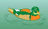 Corel Draw 12: Draw the ducklings swimming