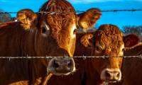 Cows also have close friends and 10 facts about animals you may not have heard before