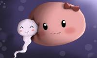 Curious: 'What' difficulties do sperm have to undergo and how long does it take to meet the egg 'sister'?