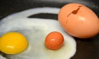 Decode the strange phenomenon: the egg is nest in the egg