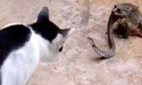 Despite being eaten by frogs, snakes still aggressively attack cats