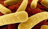 Deworming drugs can stop dead C. difficile bacteria
