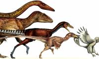 Dinosaurs evolved into birds from millions of years ago
