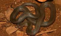 Discover new snake species in Con Dao