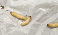 Discover the 2-in-1 'plastic feeding machine': the caterpillar and its gut bacteria easily digest the most persistent plastic