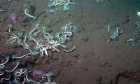 Discover the 'tiny workers' who are diligently cleaning up methane gas in the deep sea