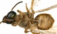 Discovered 'super male and female' bees are extremely rare