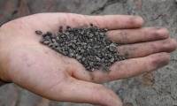 Discovered the 2800-year-old ancient seed found in Turkey