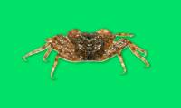 Discovering tiny crab species can climb trees