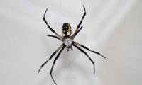 Don't kill spiders but thank you for appearing in your home