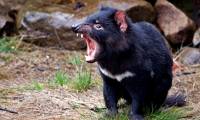 Explore the mysterious world of Tasmanian devils, the world's largest pocketed 'killer'