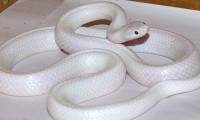 Extremely rare albino snakes found in Australia