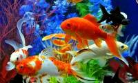 Feng shui fish in par brings luck and fortune
