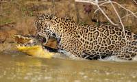 Ferocious jaguar 'eat re' assassin crocodile underwater