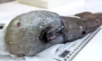 Fish have nostrils and mouths but are not present