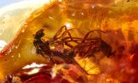Flies having sex preserved in fossil dating back millions of years