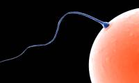 Found cells responsible for repairing damaged testicles