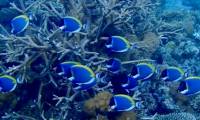 Found shelter for corals threatened by global warming