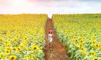 From A to Z travel experience watching sunflower Nghe An