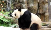 Giant pandas in Hong Kong zoo finally mate after nine years of trying, bringing hope to a threatened species