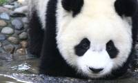 Giant pandas may originate from Europe