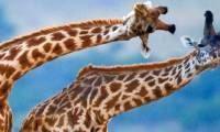 Giraffes have a long neck not to eat leaves on the tops of trees?