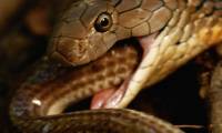 Going on the wrong road, the rat snake is re-eaten by the tiger with the lord