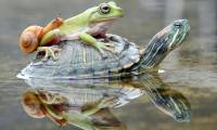 Good turtles carry both frogs and snails through the small creek