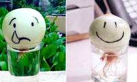 Growing onions in a glass of water can both decorate and help reduce stress, prevent the flu