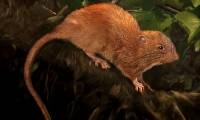 Half a meter long mouse that can bite the coconut for the first time was discovered after 80 years
