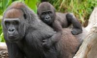 Herpes virus is similar to the human infection Epstein-Barr virus found in mountain gorillas