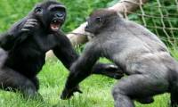 Horror 2 Gorilla fighters fight like real gladiators