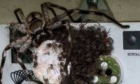 Horror with 100% real photos of horror shows that nature in Australia is scary