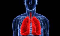 How does the lungs work in the human body?