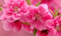 How to choose peach blossom and keep the cherry blossoms long