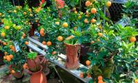 How to choose to buy beautiful kumquat trees, many fortune to welcome Tet