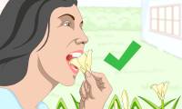 How to Eat Daylilies