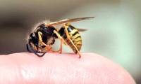 How to handle bee stings